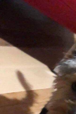 L'adorable Pepper