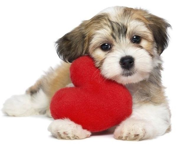 À toutes ces familles... je vous remercie du fond du coeur !