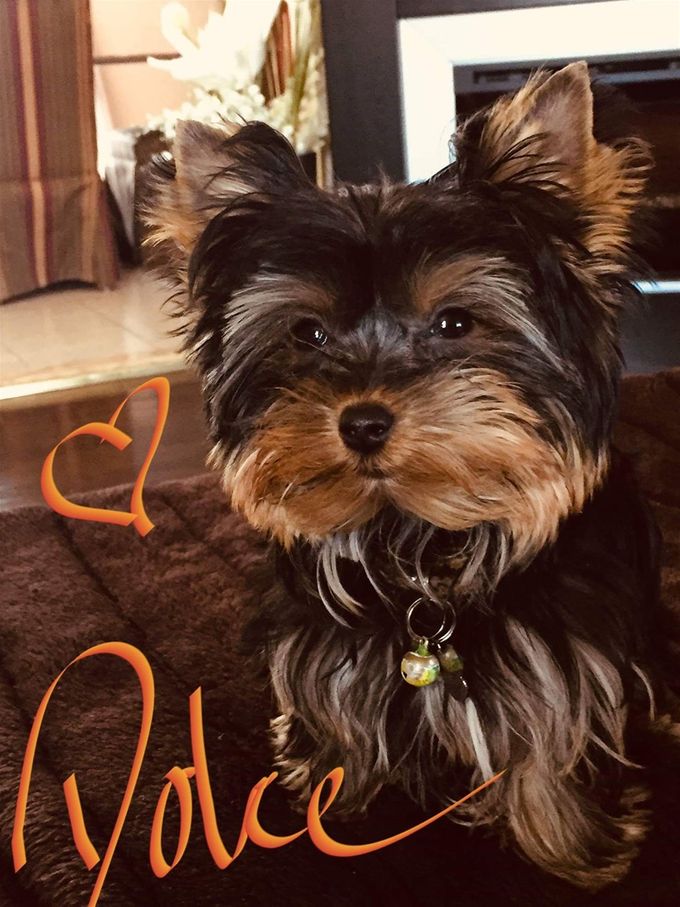 Dolce - Yorkshire Terrier